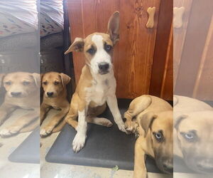Mutt Dogs for adoption in Sparta, TN, USA