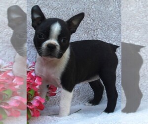 Boston Terrier Puppy for sale in FREDERICKSBURG, OH, USA