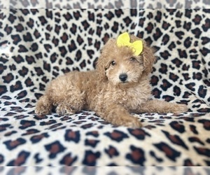 Poodle (Miniature) Puppy for sale in LAKELAND, FL, USA
