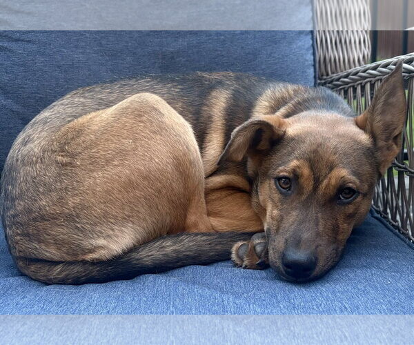 Medium Photo #4 Mutt Puppy For Sale in Brooklyn Center, MN, USA