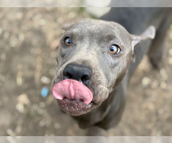 Medium Photo #2 Mutt Puppy For Sale in Tulsa, OK, USA