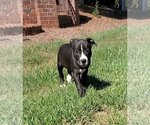 Small #20 American Staffordshire Terrier Mix
