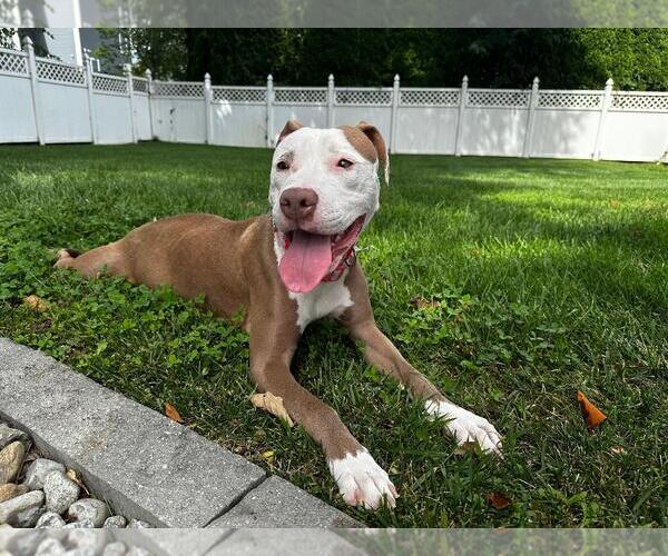 Medium Photo #3 American Pit Bull Terrier-Unknown Mix Puppy For Sale in Spring Lake, NJ, USA