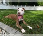 Small #2 American Pit Bull Terrier Mix