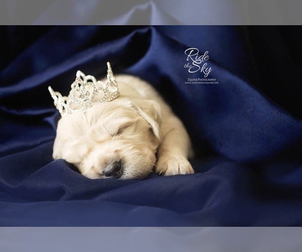 Medium Photo #5 English Cream Golden Retriever Puppy For Sale in RINGGOLD, GA, USA