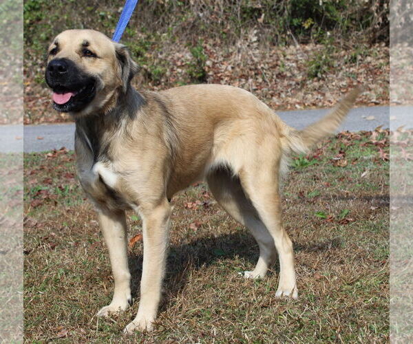 Medium Photo #4 Retriever -Unknown Mix Puppy For Sale in Prattville, AL, USA