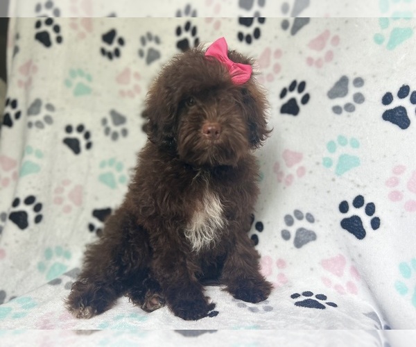 Medium Photo #6 ShihPoo Puppy For Sale in LAKELAND, FL, USA
