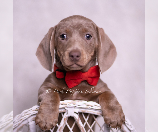 Medium Photo #4 Dachshund Puppy For Sale in WARSAW, IN, USA