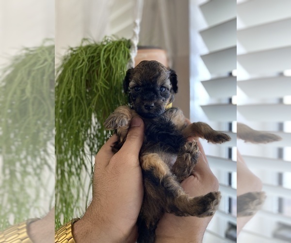 Medium Photo #4 Cavapoo (Miniature)-Poodle (Toy) Mix Puppy For Sale in ALTAMONTE SPRINGS, FL, USA