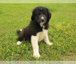 Small #4 Border Collie-Great Pyrenees Mix