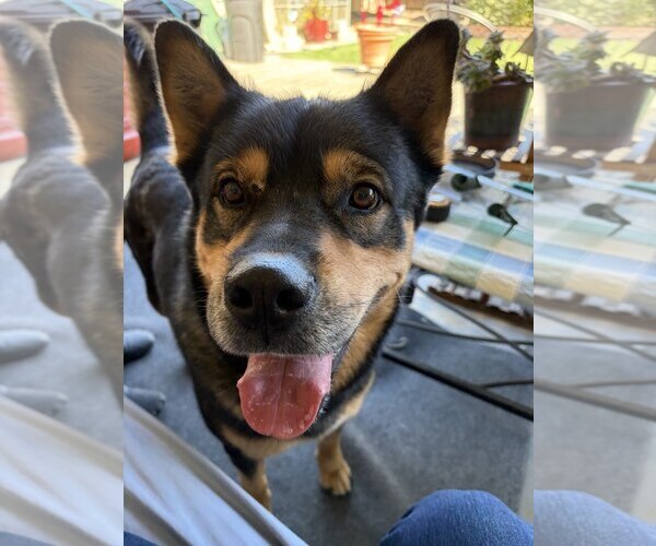 Medium Photo #1 Mutt Puppy For Sale in San Jose, CA, USA