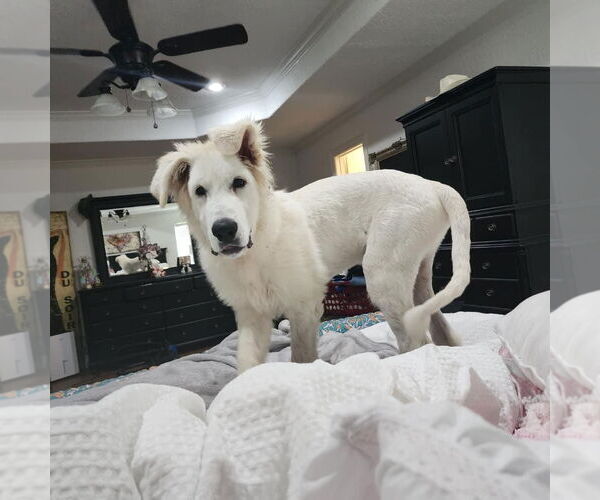 Medium Photo #2 Great Pyredane Puppy For Sale in Spring, TX, USA