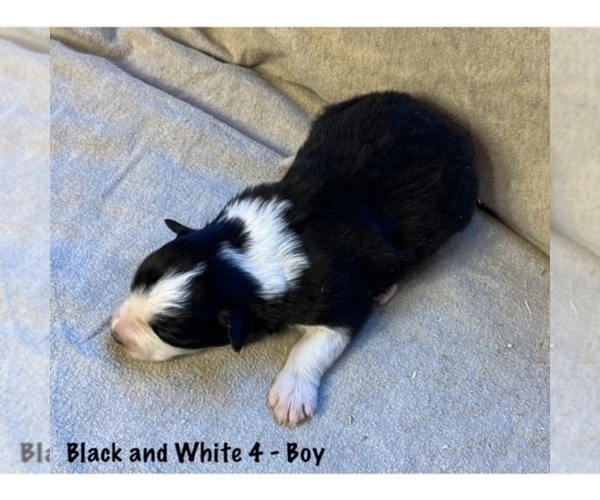 Medium Photo #3 Border Collie Puppy For Sale in MOSIER, OR, USA