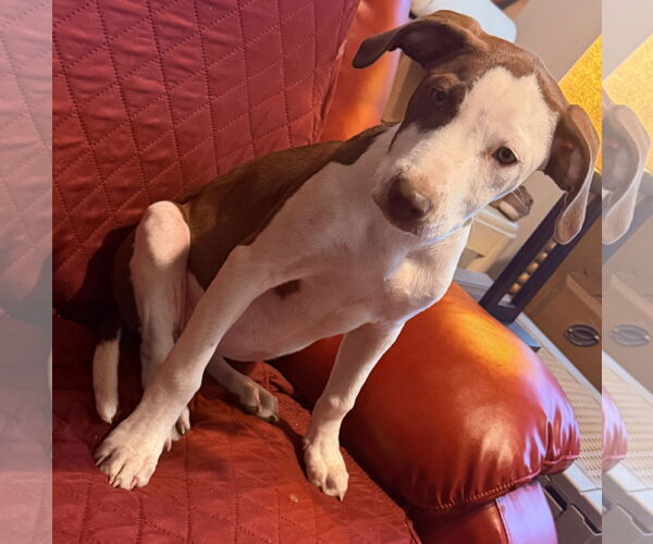 Medium Photo #2 Labrador Retriever-Unknown Mix Puppy For Sale in Des Moines, IA, USA