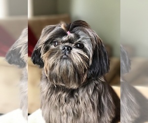 Mother of the Shih Tzu puppies born on 07/08/2019
