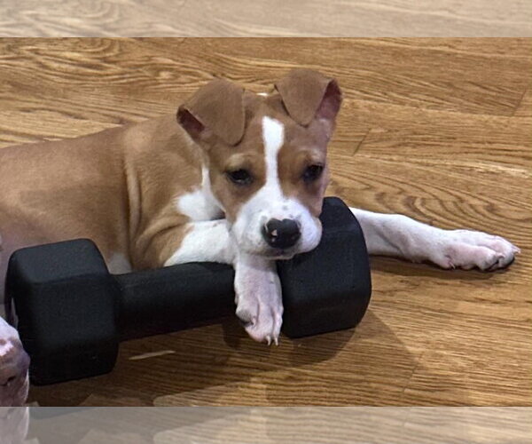 Medium Photo #5 American Staffordshire Terrier-Unknown Mix Puppy For Sale in Holly Springs, NC, USA