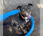 Small Labrador Retriever Mix