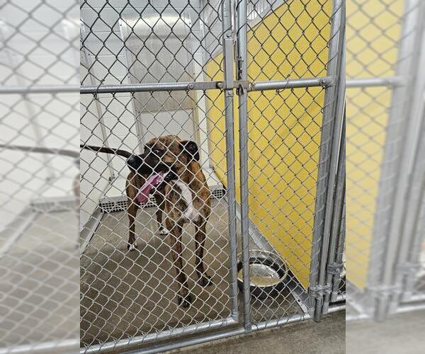 Medium Photo #1 Boxer-German Shepherd Dog Mix Puppy For Sale in Temple, TX, USA