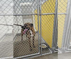 Boxer-German Shepherd Dog Mix Dogs for adoption in Temple, TX, USA