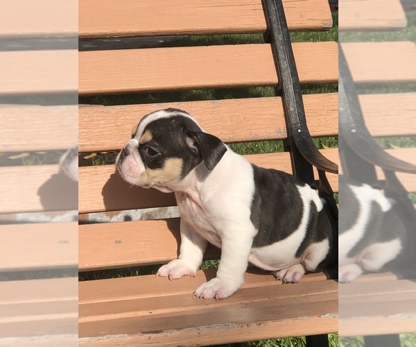 Medium Photo #4 Bulldog Puppy For Sale in HAYWARD, CA, USA