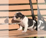 Small Photo #4 Bulldog Puppy For Sale in HAYWARD, CA, USA