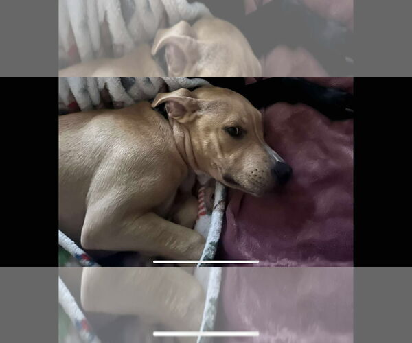 Medium Photo #5 American Pit Bull Terrier-Unknown Mix Puppy For Sale in Shillington, PA, USA