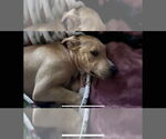 Small #4 American Pit Bull Terrier Mix