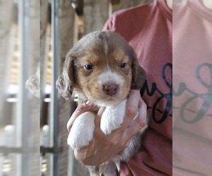 Beagle Puppy for sale in APPOMATTOX, VA, USA
