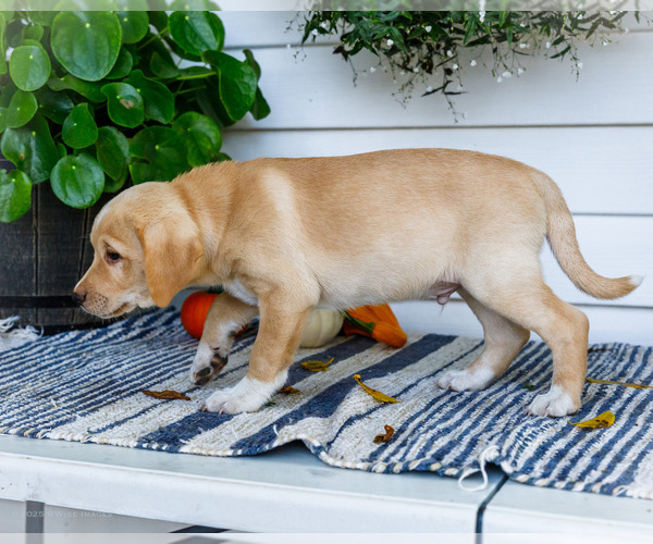 Medium Photo #6 Golden Retriever-Jack Russell Terrier Mix Puppy For Sale in WAKARUSA, IN, USA