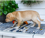 Small #5 Golden Retriever-Jack Russell Terrier Mix