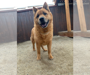 Chow Chow-Unknown Mix Dogs for adoption in Incline Village, NV, USA