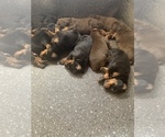 Small Photo #3 Doberman Pinscher Puppy For Sale in PLYMOUTH, MA, USA