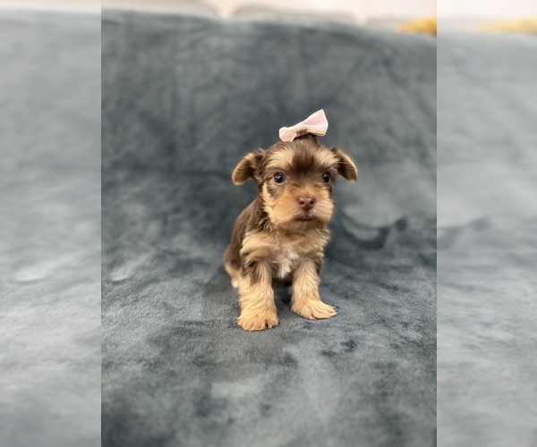 Medium Photo #17 Yorkshire Terrier Puppy For Sale in PARIS, TX, USA
