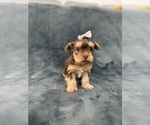 Small Photo #17 Yorkshire Terrier Puppy For Sale in PARIS, TX, USA