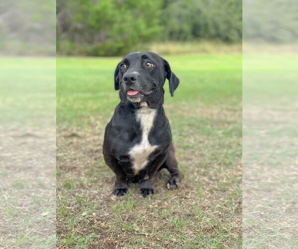 Medium Photo #3 Basset Hound-Retriever  Mix Puppy For Sale in PIPE CREEK, TX, USA