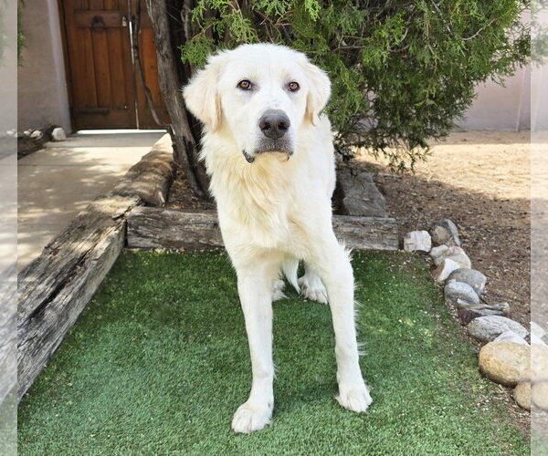 Medium Photo #2 Great Pyrenees Puppy For Sale in Albuquerque, NM, USA