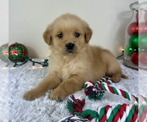Golden Retriever Puppy for sale in GREENFIELD, IN, USA
