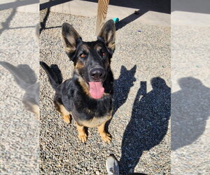 German Shepherd Dog Dogs for adoption in Emmett, ID, USA