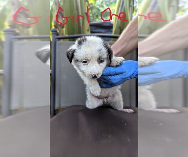 Medium Photo #2 Miniature Australian Shepherd Puppy For Sale in ADAIRSVILLE, GA, USA