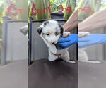 Small #1 Miniature Australian Shepherd