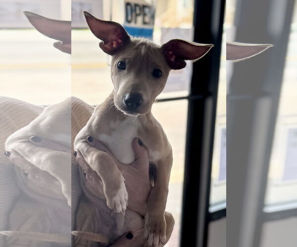 Medium Photo #3 Chihuahua-Unknown Mix Puppy For Sale in Jefferson, NJ, USA