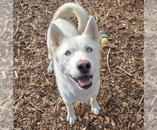 Medium Photo #1 Siberian Husky Puppy For Sale in Waterford, VA, USA