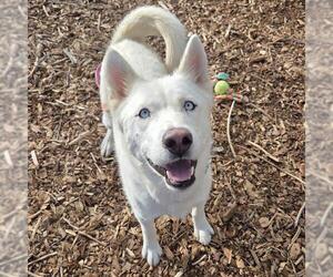 Siberian Husky Dogs for adoption in Waterford, VA, USA
