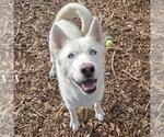 Small Siberian Husky