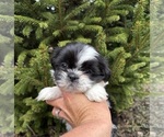 Small Photo #3 Shih Tzu Puppy For Sale in MIDDLEBURY, IN, USA
