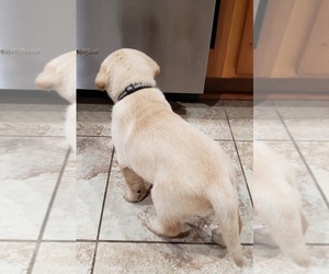 Medium Labrador Retriever