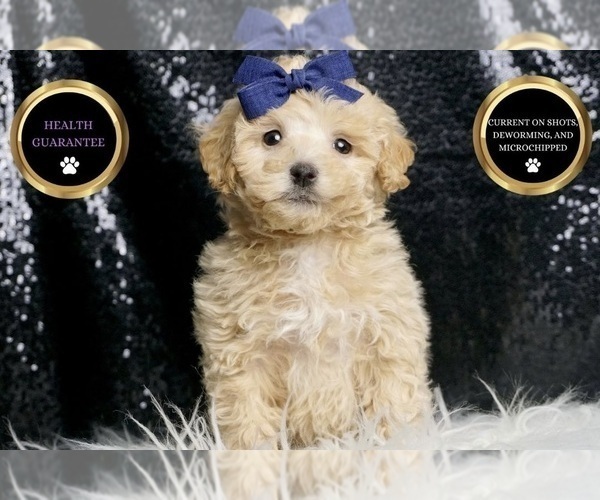 Medium Photo #66 Maltipoo Puppy For Sale in WARSAW, IN, USA