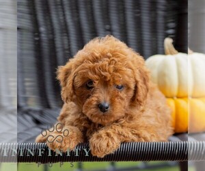 Cavapoo Puppy for sale in HONEY BROOK, PA, USA