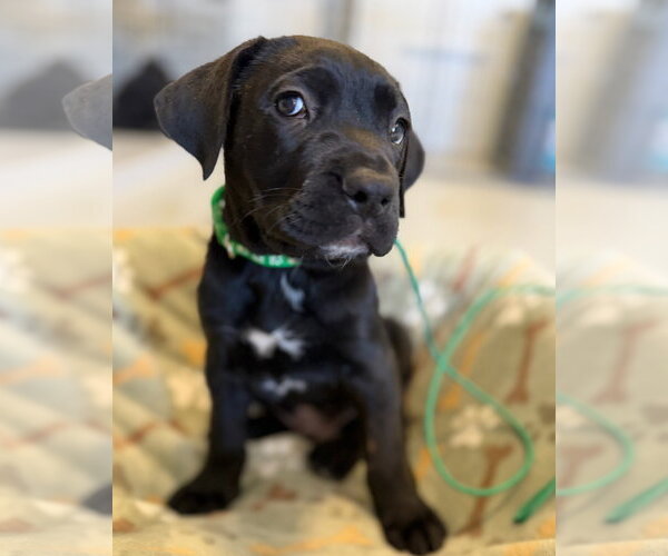 Medium Photo #2 Mutt Puppy For Sale in Goodyear, AZ, USA