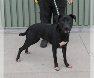 American Pit Bull Terrier-Labrador Retriever Mix Dogs for adoption in Louisville, KY, USA